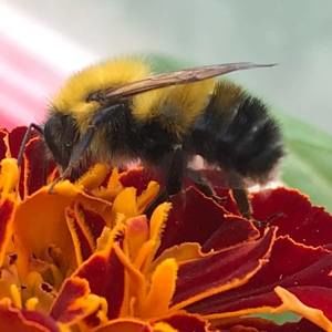 Meet your Posher, Vivian